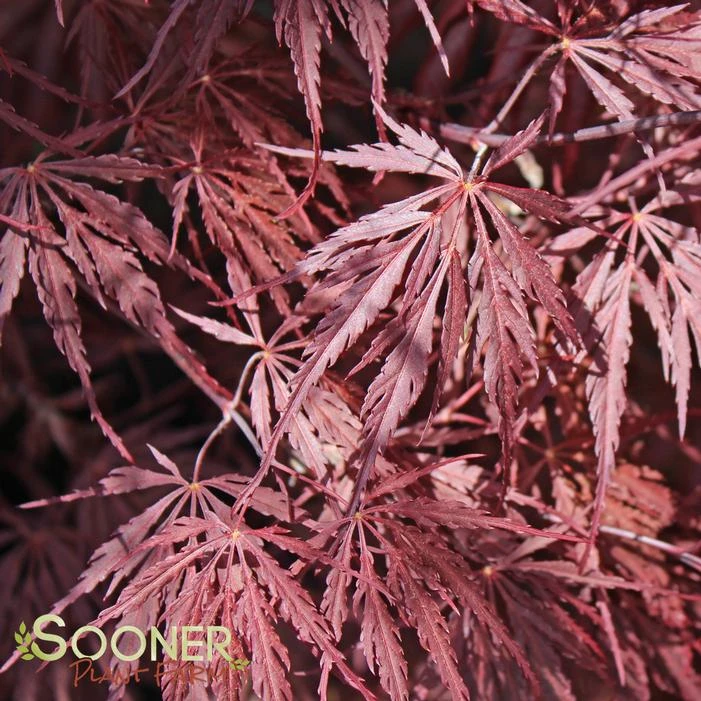 INABA SHIDARE WEEPING JAPANESE MAPLE 3 INABA SHIDARE WEEPING JAPANESE MAPLE