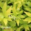 CHARDONNAY PEARLS® DEUTZIA 1 CHARDONNAY PEARLS® DEUTZIA -Greenscape Shop DETA 462