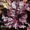 GRAPE EXPECTATIONS CORAL BELLS 2 GRAPE EXPECTATIONS CORAL BELLS -Greenscape Shop DETA 4621