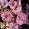 ELECTRIC PLUM CORAL BELLS -Greenscape Shop DETA 4625