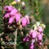 PIRBRIGHT ROSE HEATHER 2 PIRBRIGHT ROSE HEATHER -Greenscape Shop DETA 4642