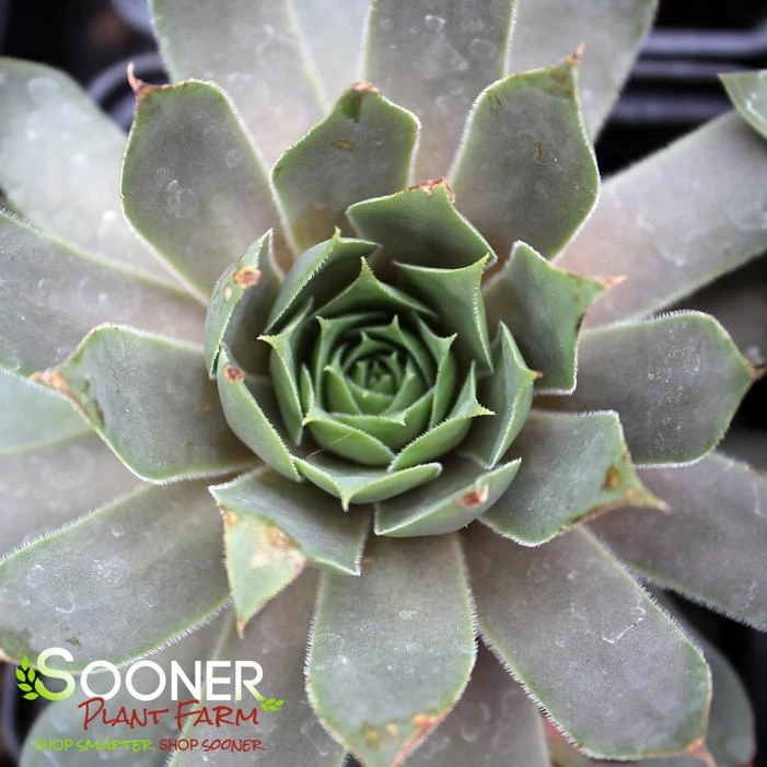 CHICK CHARMS® BERRY BLUES™ HENS & CHICKS 3 CHICK CHARMS® BERRY BLUES™ HENS & CHICKS