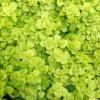 GOLDEN JAPANESE WOODLAND SEDUM 2 GOLDEN JAPANESE WOODLAND SEDUM -Greenscape Shop DETA 4695