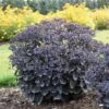 ROCK 'N GROW® BACK IN BLACK SEDUM 1 ROCK 'N GROW® BACK IN BLACK SEDUM -Greenscape Shop DETA 4716
