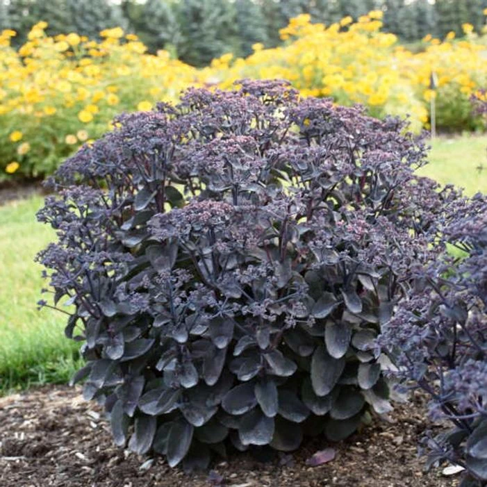 ROCK 'N GROW® BACK IN BLACK SEDUM 3 ROCK 'N GROW® BACK IN BLACK SEDUM