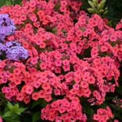 FLAME® CORAL IMPROVED GARDEN PHLOX