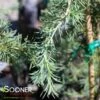 TWISTED WEEPER DEODAR CEDAR -Greenscape Shop DETA 4757