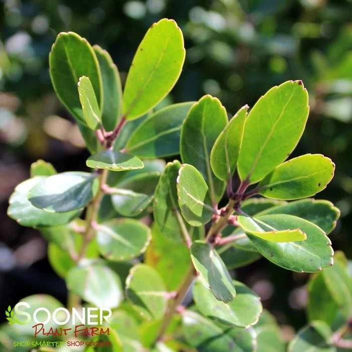 COMPACT INKBERRY 3 COMPACT INKBERRY