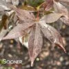RED BARON UPRIGHT JAPANESE MAPLE 2 RED BARON UPRIGHT JAPANESE MAPLE -Greenscape Shop DETA 4776