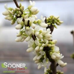 WHITE CHINESE REDBUD -Greenscape Shop DETA 4777