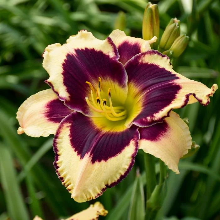 INKHEART DAYLILY 3 INKHEART DAYLILY