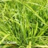 PRAIRIE WINDS® LEMON SQUEEZE FOUNTAIN GRASS -Greenscape Shop DETA 4824