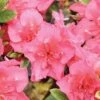 PERFECTO MUNDO® EPIC CORAL® AZALEA -Greenscape Shop DETA 4829