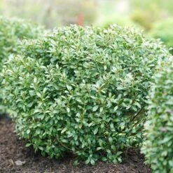 STRONGBOX® INKBERRY