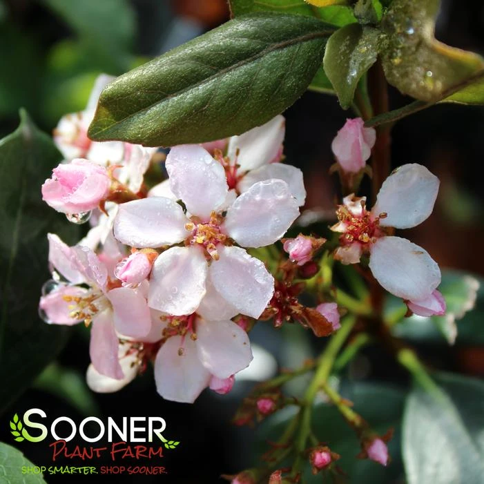 LA VIDA GRANDE® INDIAN HAWTHORN 3 LA VIDA GRANDE® INDIAN HAWTHORN