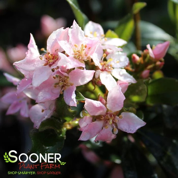 LA VIDA MÁS® INDIAN HAWTHORN 3 LA VIDA MÁS® INDIAN HAWTHORN