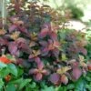 MIDNIGHT SUN® WEIGELA -Greenscape Shop DETA 4855