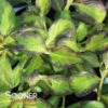 VINHO VERDE™ WEIGELA -Greenscape Shop DETA 4857