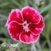 MOUNTAIN FROST™ RUBY GLITTER DIANTHUS -Greenscape Shop DETA 4917