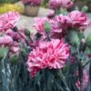DEVON COTTAGE™ PINBALL WIZARD DIANTHUS -Greenscape Shop DETA 4918