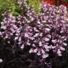 DAKOTA™ BURGUNDY BEARDTONGUE -Greenscape Shop DETA 4942