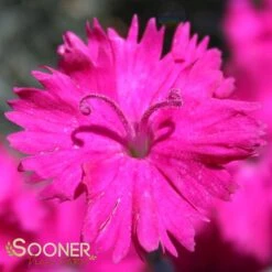 NEON STAR DIANTHUS -Greenscape Shop DETA 496