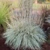SHINING STAR™ LITTLE BLUESTEM -Greenscape Shop DETA 4974