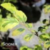 LITTLE PROSPECT VARIEGATED WITCH HAZEL -Greenscape Shop DETA 5012