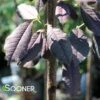 CANADA RED SELECT CHOKECHERRY -Greenscape Shop DETA 5013