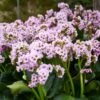 FAIRYTALE ROMANCE BERGENIA 2 FAIRYTALE ROMANCE BERGENIA -Greenscape Shop DETA 5054