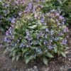 PINK-A-BLUE LUNGWORT -Greenscape Shop DETA 5079