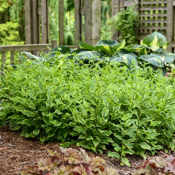 AUTUMN GLOW TOAD LILY 4 AUTUMN GLOW TOAD LILY - Image 2