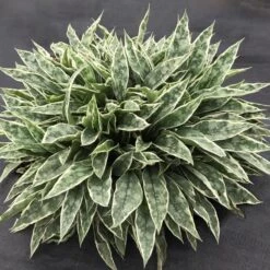 RASPBERRY FROST LUNGWORT -Greenscape Shop DETA 5116