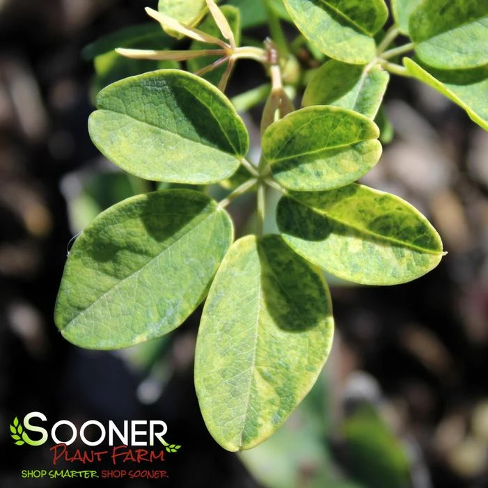 VARIEGATED CHOCOLATE VINE 4 VARIEGATED CHOCOLATE VINE - Image 2