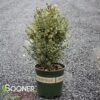 VARIEGATED ENGLISH BOXWOOD -Greenscape Shop DETA 5149