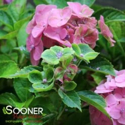 FROGGIE™ HYDRANGEA -Greenscape Shop DETA 5182