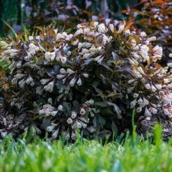 AFTERGLOW™ WEIGELA -Greenscape Shop DETA 5195
