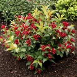 MAROON SWOON™ WEIGELA 6 MAROON SWOON™ WEIGELA -Greenscape Shop DETA 5198