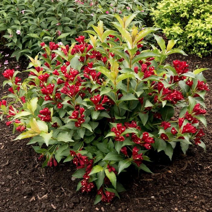 MAROON SWOON™ WEIGELA 4 MAROON SWOON™ WEIGELA - Image 2