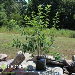 PRINCESS DIANA SERVICEBERRY 7 PRINCESS DIANA SERVICEBERRY -Greenscape Shop DETA 5220