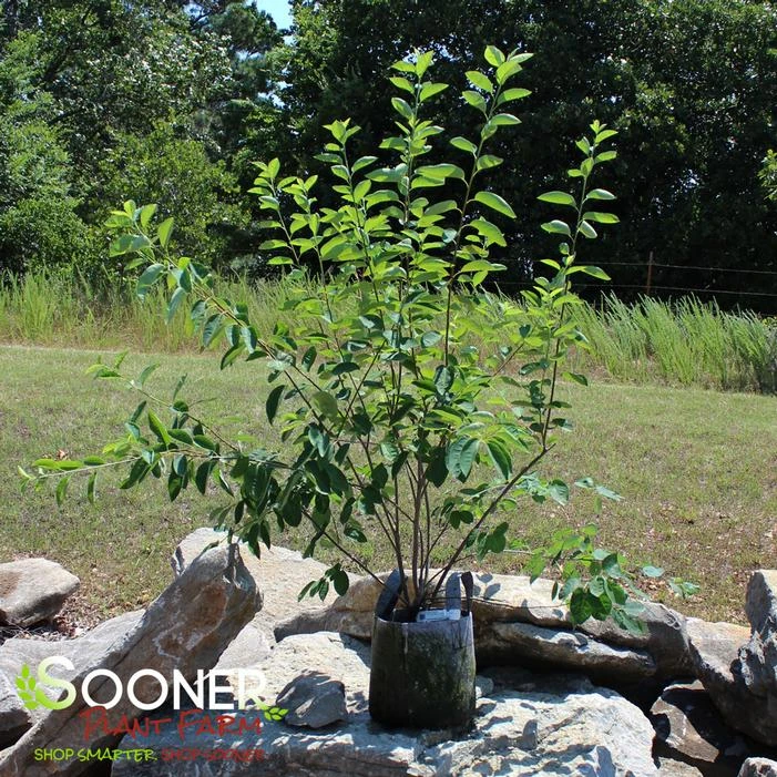 PRINCESS DIANA SERVICEBERRY 5 PRINCESS DIANA SERVICEBERRY - Image 3