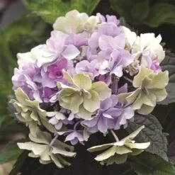 FELICITY™ HYDRANGEA -Greenscape Shop DETA 5230
