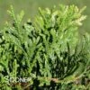 DWARF DEERHORN CEDAR -Greenscape Shop DETA 5233
