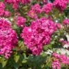 GREATMYRTLE™ CHERRY DELIGHT CRAPEMYRTLE 1 GREATMYRTLE™ CHERRY DELIGHT CRAPEMYRTLE -Greenscape Shop DETA 5237