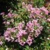 GREATMYRTLE™ COTTON CANDY CRAPEMYRTLE 1 GREATMYRTLE™ COTTON CANDY CRAPEMYRTLE -Greenscape Shop DETA 5238