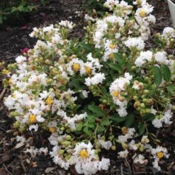 GREATMYRTLE™ FRENCH VANILLA CRAPEMYRTLE -Greenscape Shop DETA 5239