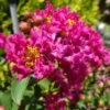 GREATMYRTLE™ RED VELVET CRAPEMYRTLE 2 GREATMYRTLE™ RED VELVET CRAPEMYRTLE -Greenscape Shop DETA 5240