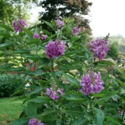 EL NIÑO™ CHITALPA -Greenscape Shop DETA 5268