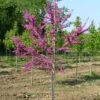 LUSCIOUS LAVENDER™ REDBUD 2 LUSCIOUS LAVENDER™ REDBUD -Greenscape Shop DETA 5286
