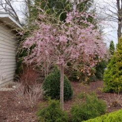 PINK SNOW SHOWERS™ WEEPING CHERRY -Greenscape Shop DETA 5289